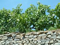 Badacsonyi szőlőskert